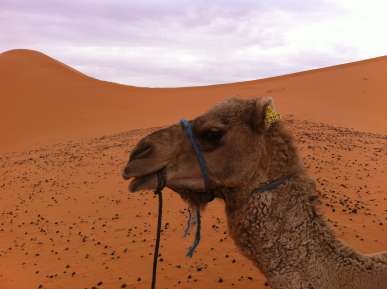 Die Oberlippe von Kamelen ist gespalten. (Foto: Pirmin Bossart)