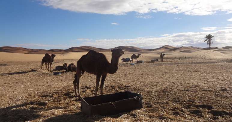 Kamele leben in der Wüste und können wochenlang ohne Wasser überleben. (Foto: Pirmin Bossart)
