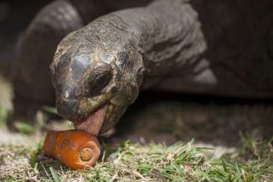 Foto: Fotolia, Schildkröte 