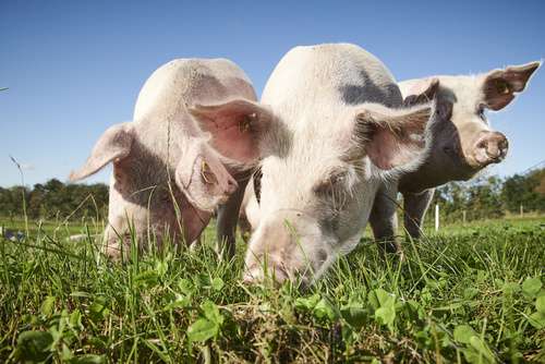 Auch wir Schweine möchten nicht den ganzen Tag im Stall sitzen. Wir sind auch gerne draussen im frischen Gras. (Foto: Fotolia)