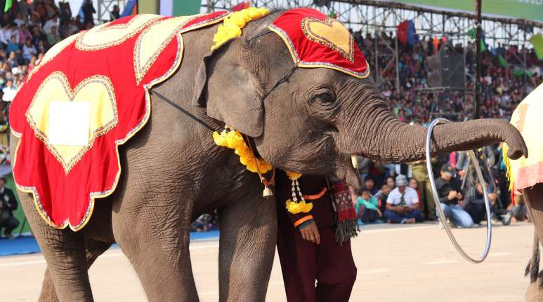 Elefanten-Show in Sayaboury, Laos
