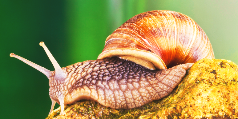 Schnecke, Foto: effe64, Martina Berg / Adobe Stock