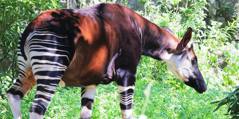 Foto: kosumi, V. Wrangel /Adobe Stock