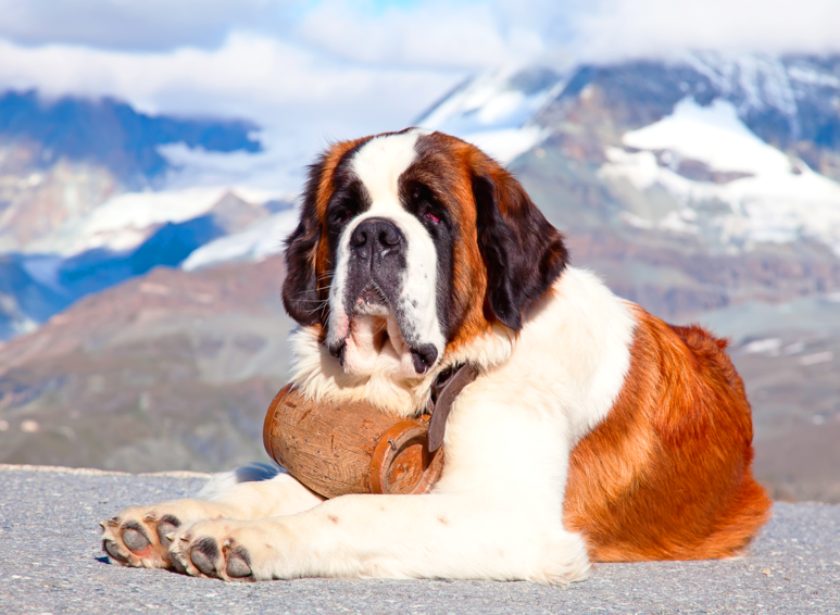Foto: swisshippo / Adobe Stock