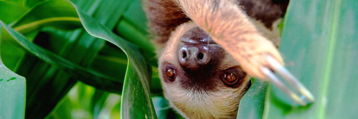 Faultiere hängen mit..