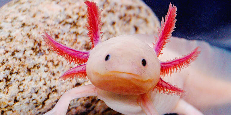 Axolotl