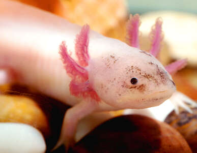 Foto: M. Dmitry / Adobe Stock