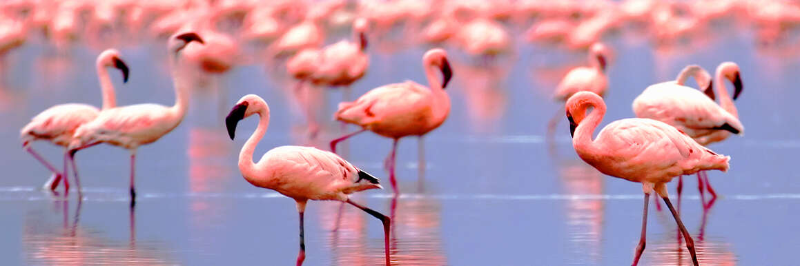 Darum haben Flamingos