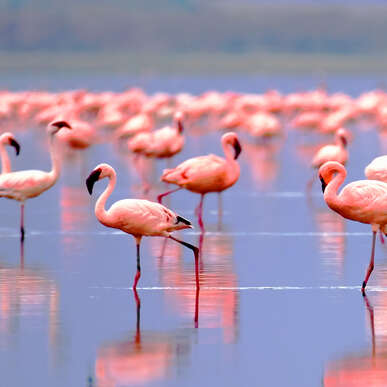 Flamingos