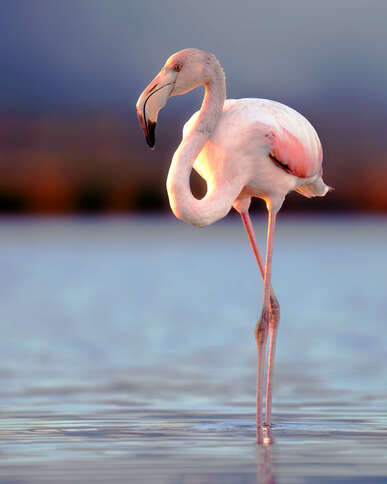 Foto: Milan Vidakovic / Adobe Stock