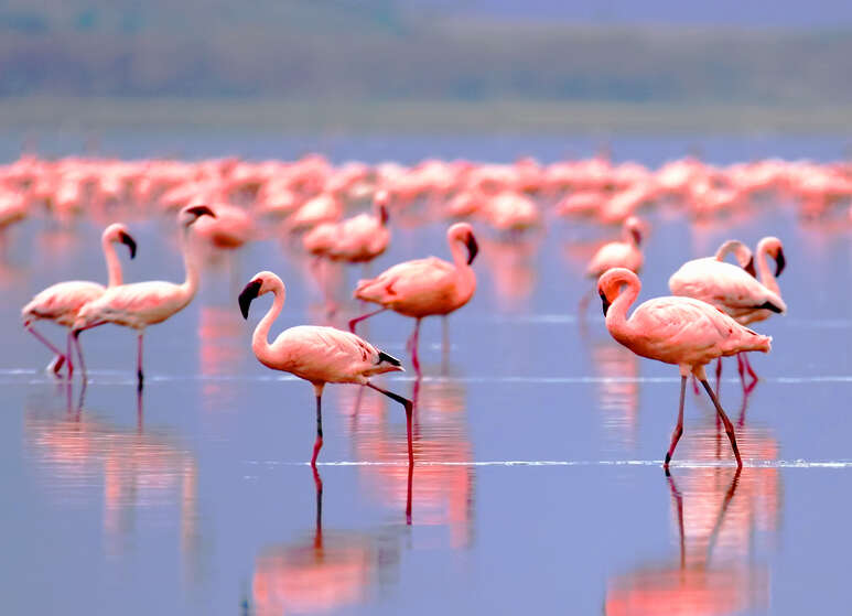 Foto: Antonio Jorge Nunes / Adobe Stock