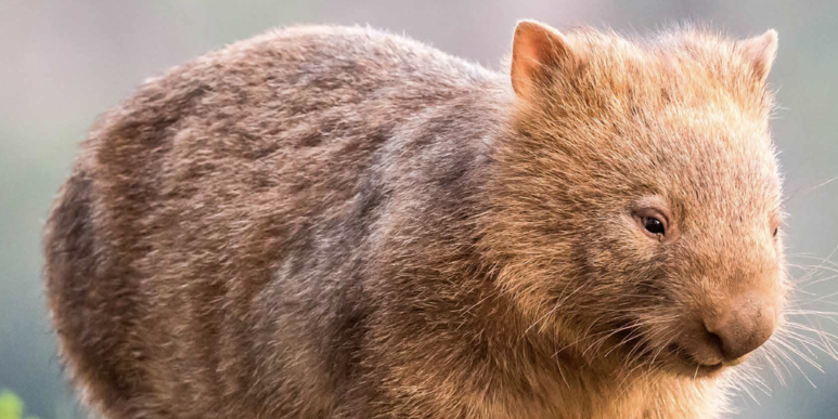 Wombat
