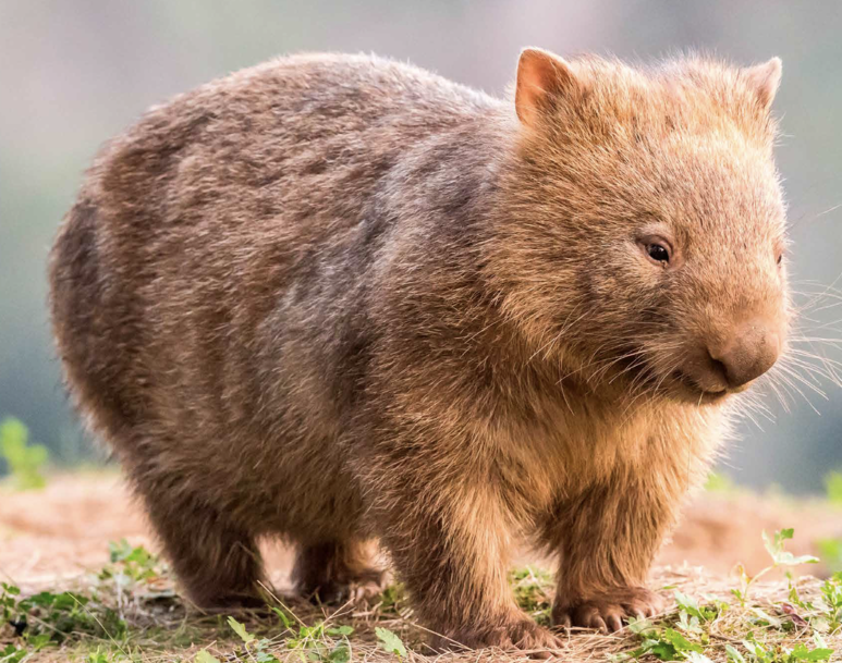 Foto: Dominik Ruess / Adobe Stock