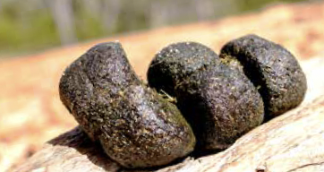 Foto: Dominik Ruess / Adobe Stock