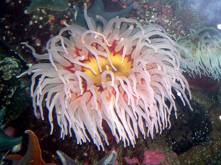 Seeanemone