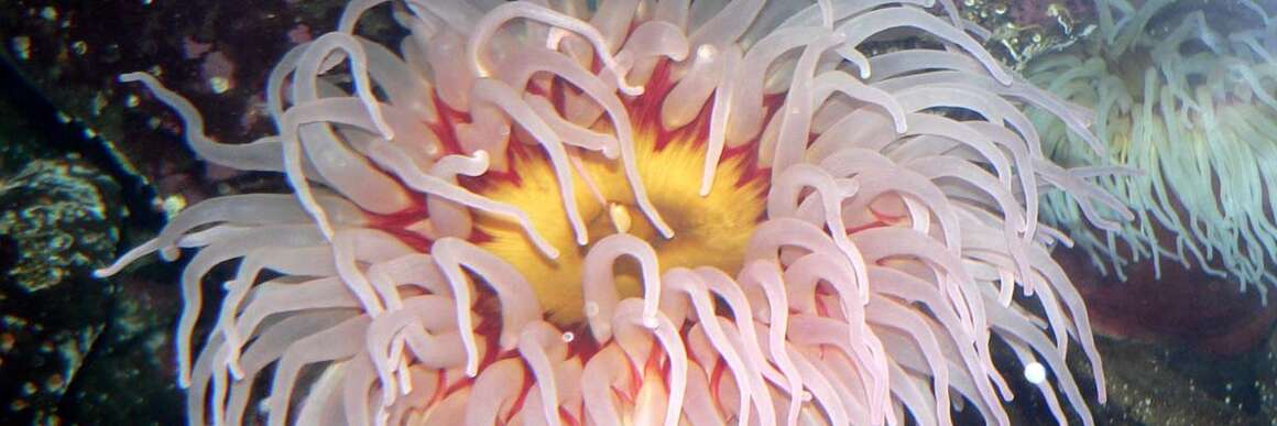 Die Seeanemone..