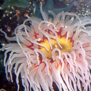 Seeanemone
