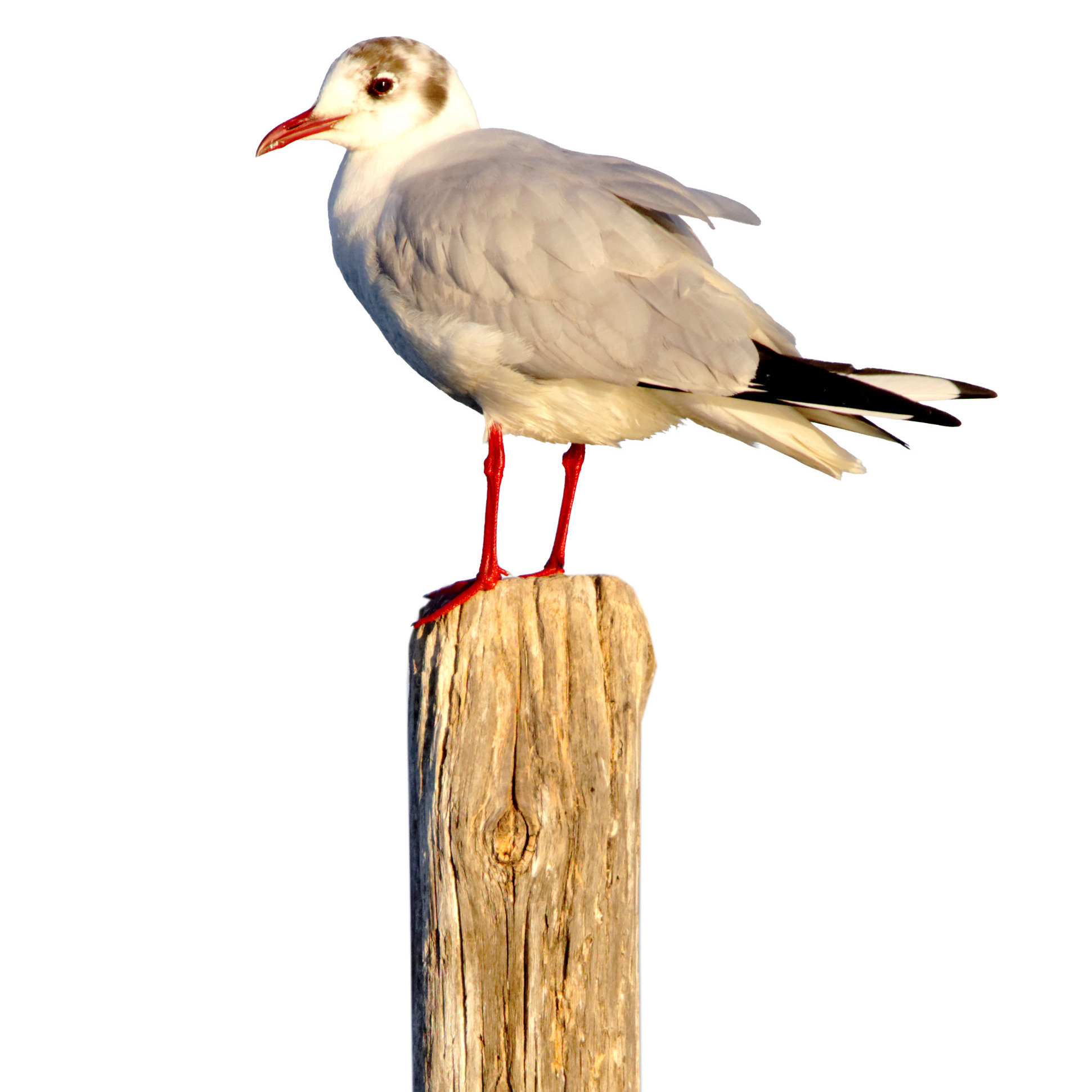 Lachmöwe