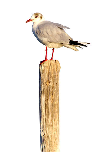 Lachmöwe 