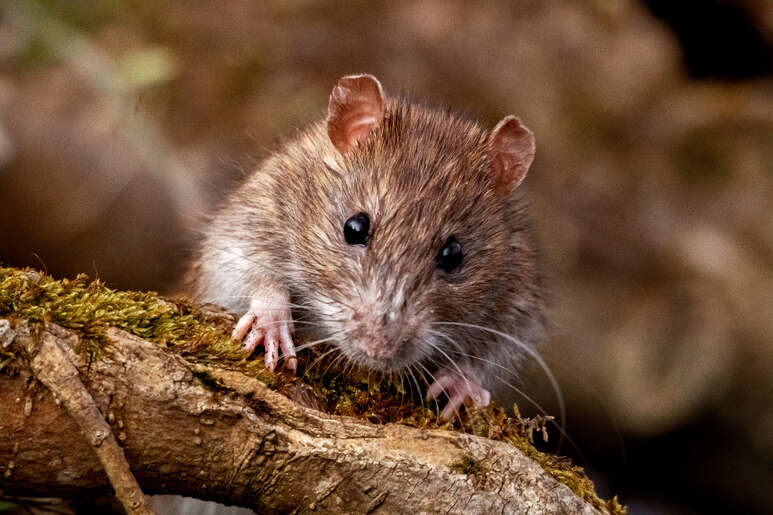 Foto: erwangarel.com