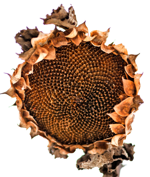 Die Sonnenblume verliert im Herbst alle Kernen. Den inneren Teil dieser Kerne kannst du essen oder sie sähen, damit im Frühling eine neue Sonnenblume wächst. 