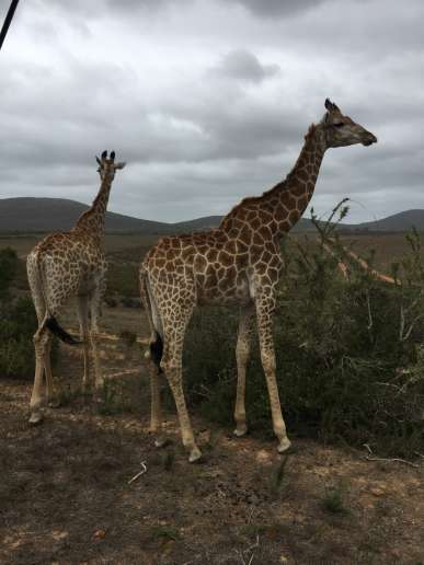 In Südafrika entdeckst du viele wile Tiere. Foto: Vera Kluser