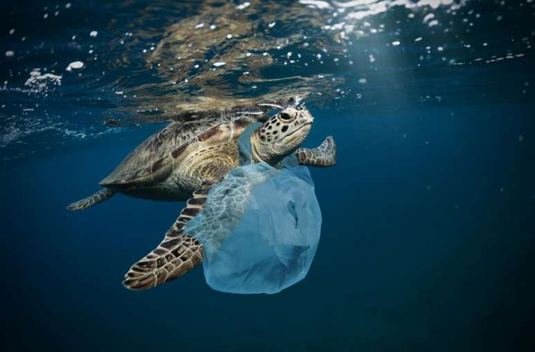 Tiere können sich im Plastik verfangen.
