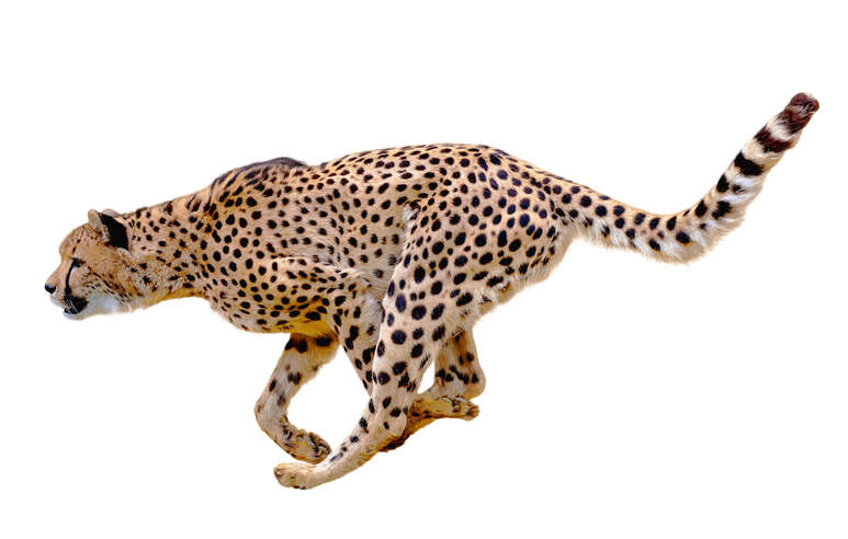 Foto: SunnyS / Adobe Stock