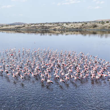 Flamingos
