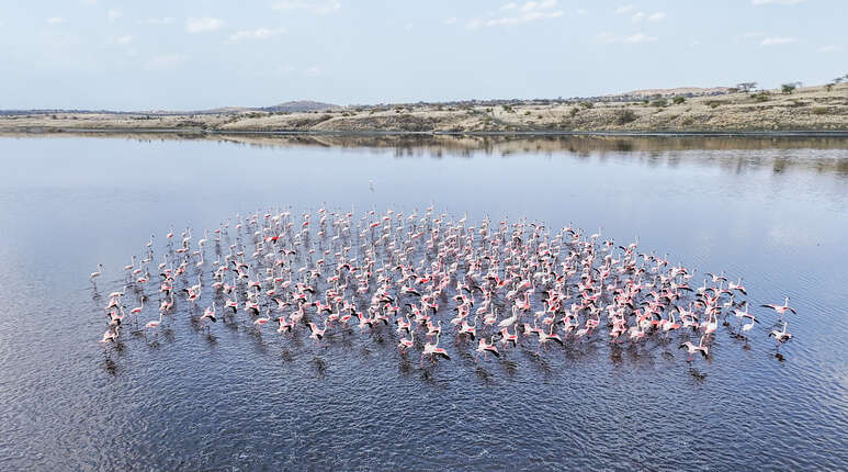 Flamingos auf dem Nakuru-See.